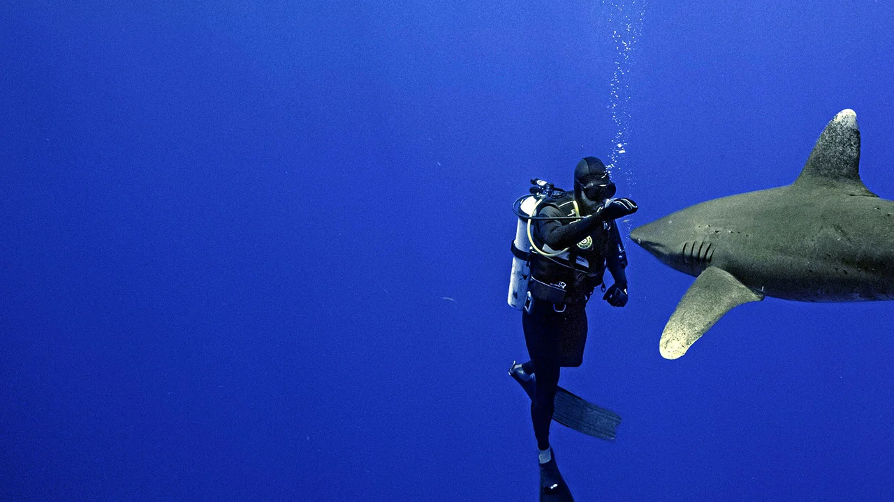 World's Most Dangerous Shark? - 剧照