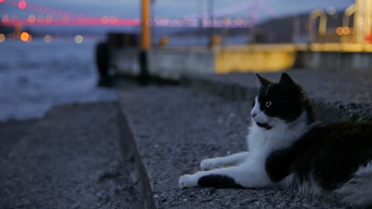 伊斯坦布尔的猫 - 剧照