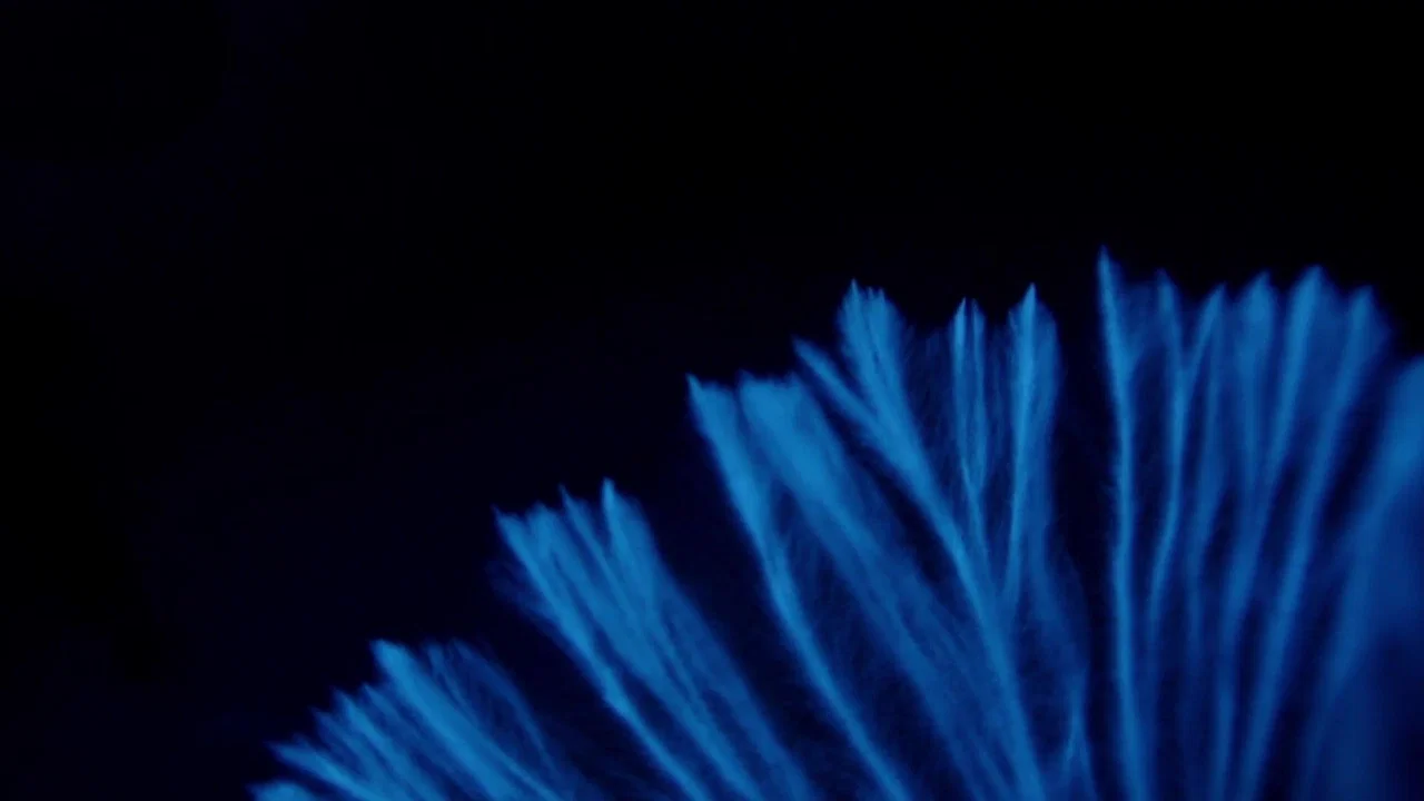 真菌王国 - 剧照