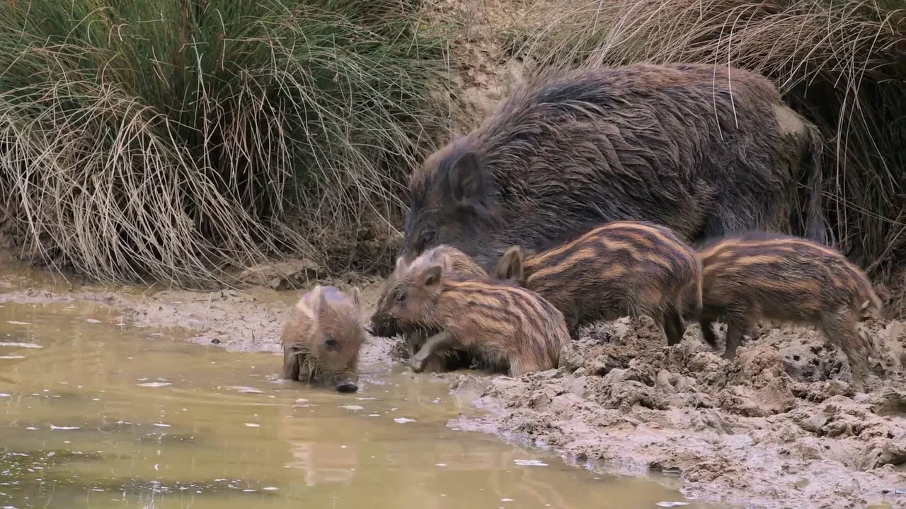 Cr&egrave;ches sauvages, des b&eacute;b&eacute;s dans nos campagnes - 剧照