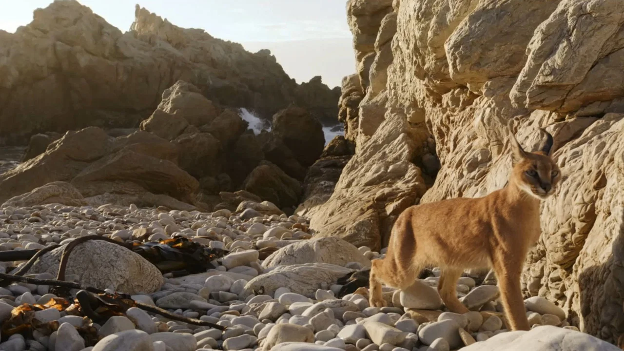 Caracal: La Soci&eacute;t&eacute; du chat solitaire - 剧照
