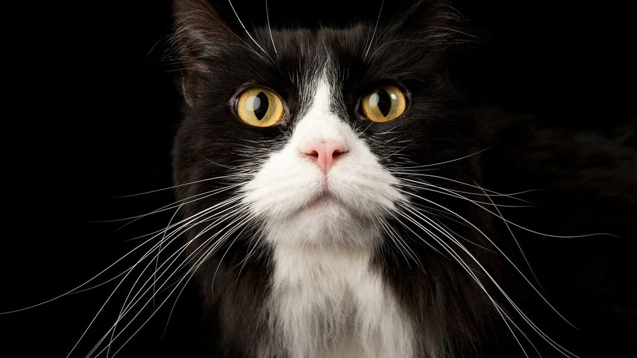 Comment le chat a conquis le monde - 剧照