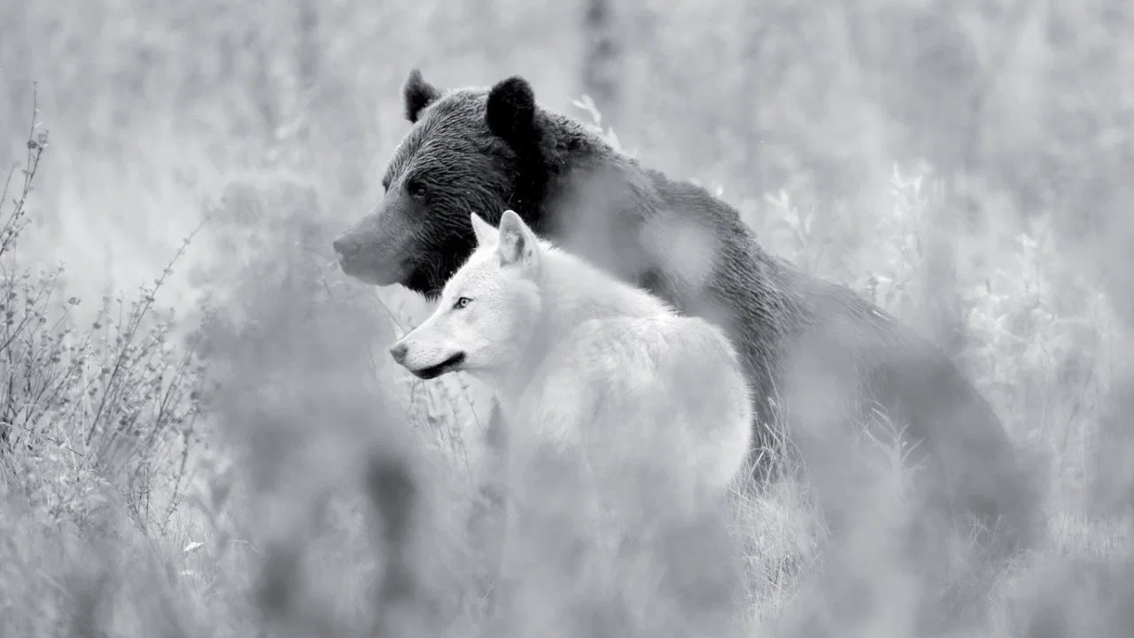 Une ann&eacute;e parmi les loups - 剧照