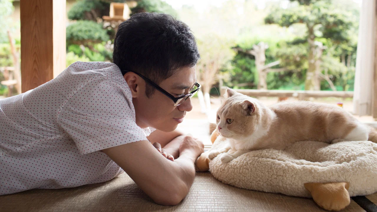 猫咪后院之家 - 剧照