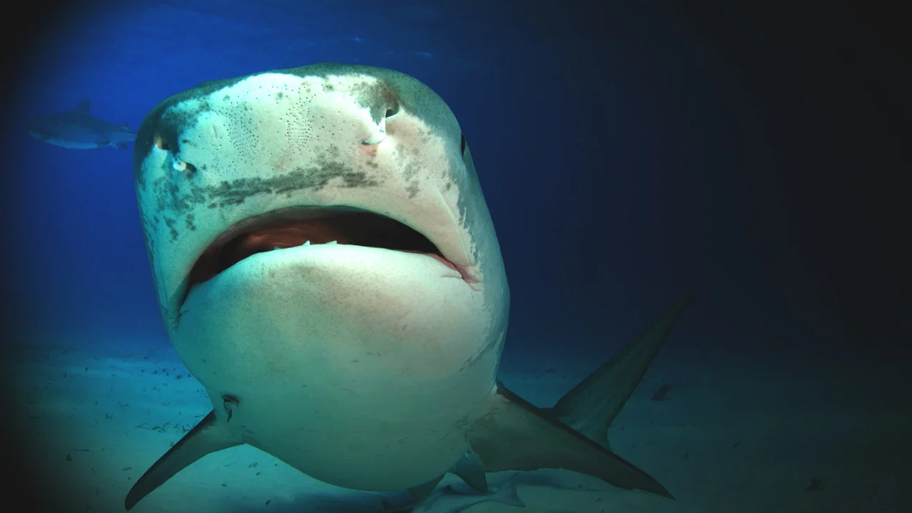 Shark Attack Experiment Live - 剧照