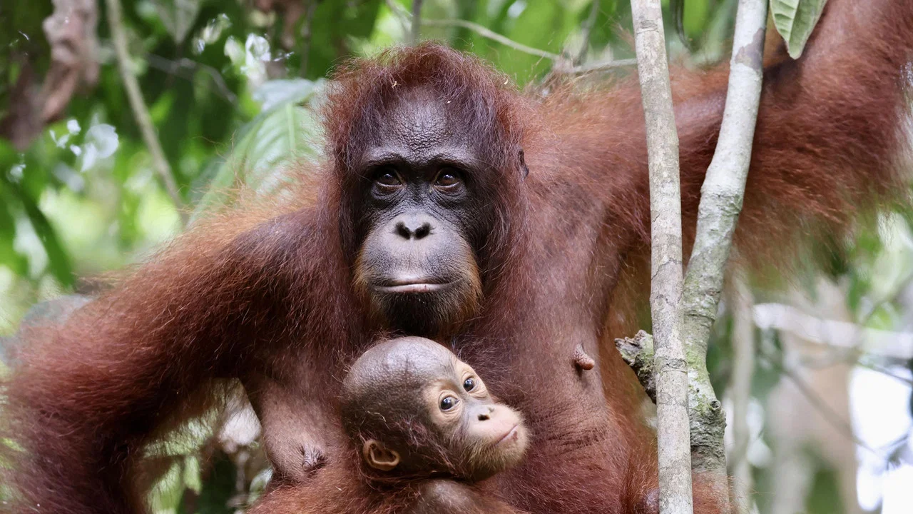Orang-Utans - Borneos Waldmenschen - 剧照