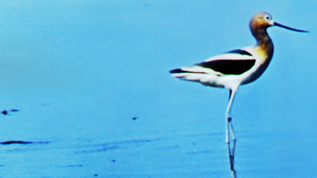 Water Birds - 剧照