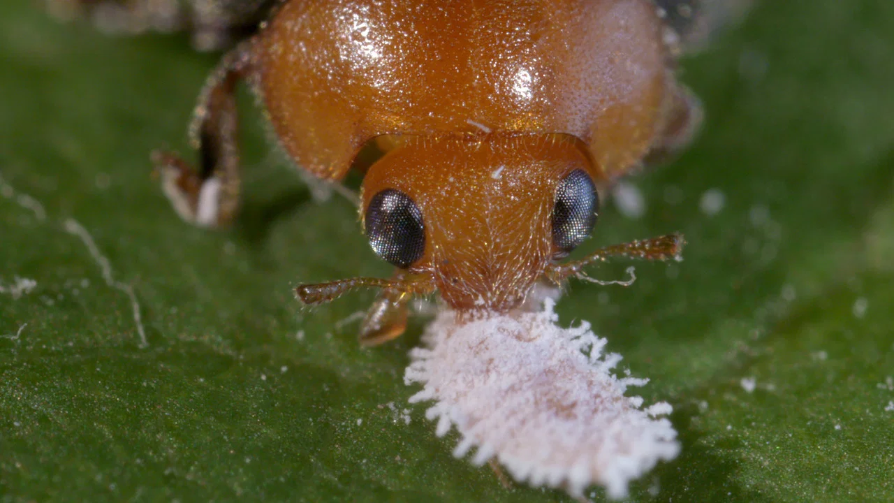Les nouveaux guerriers des champs - 剧照