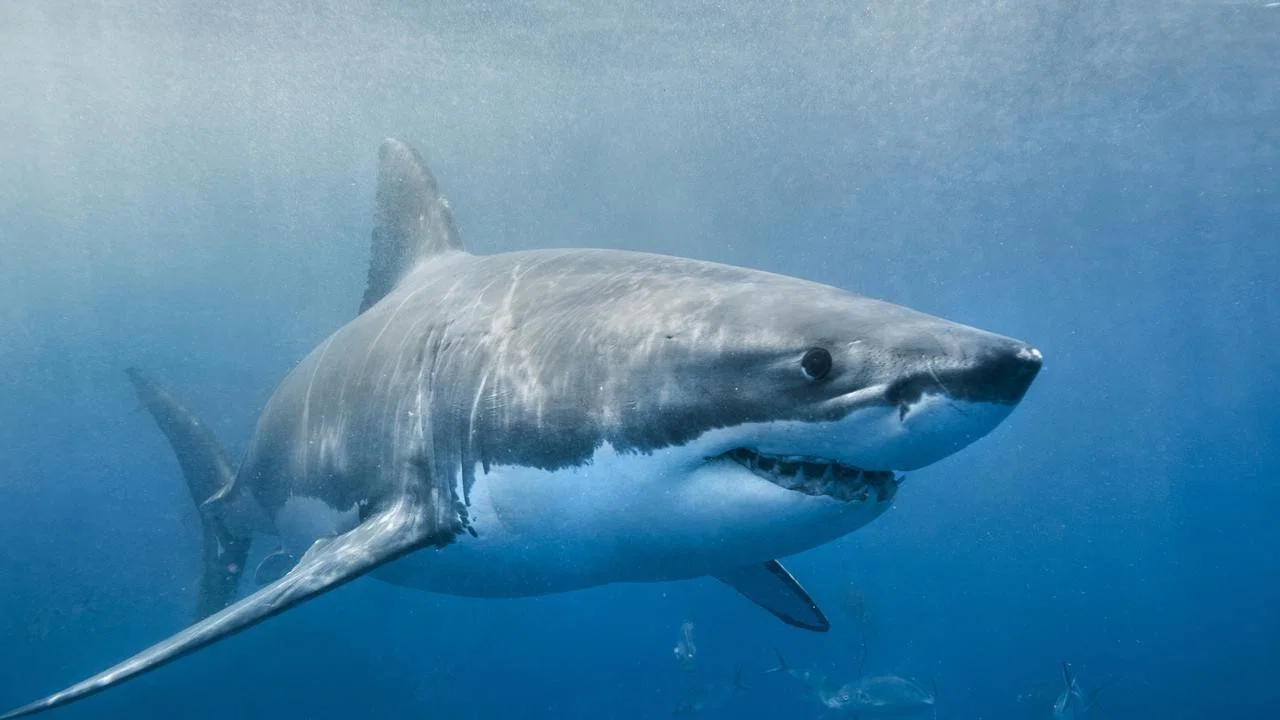 Envoy: Shark Cull - 剧照