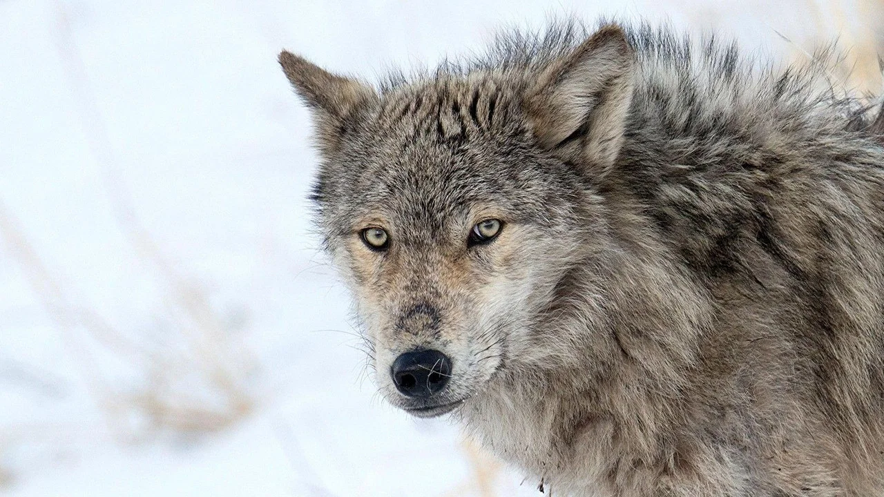Yellowstone - Das Geheimnis der W&ouml;lfe - 剧照