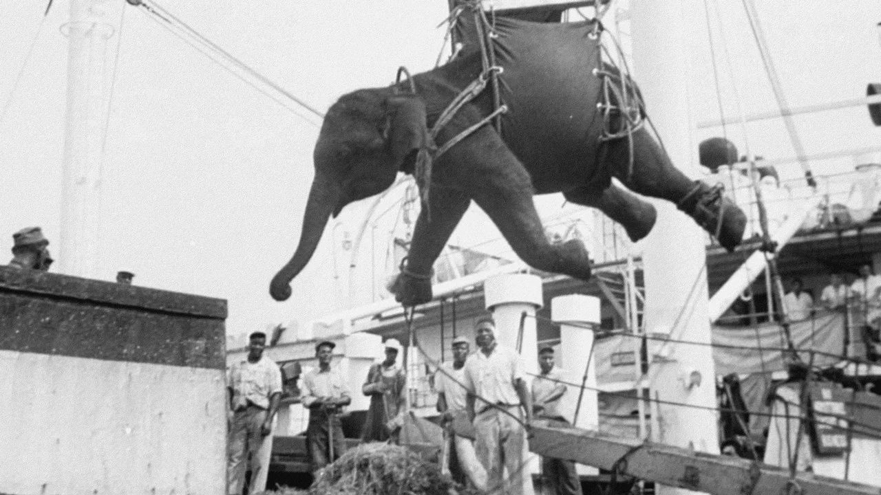 La Tragique Histoire de Fritz l'&eacute;l&eacute;phant - 剧照