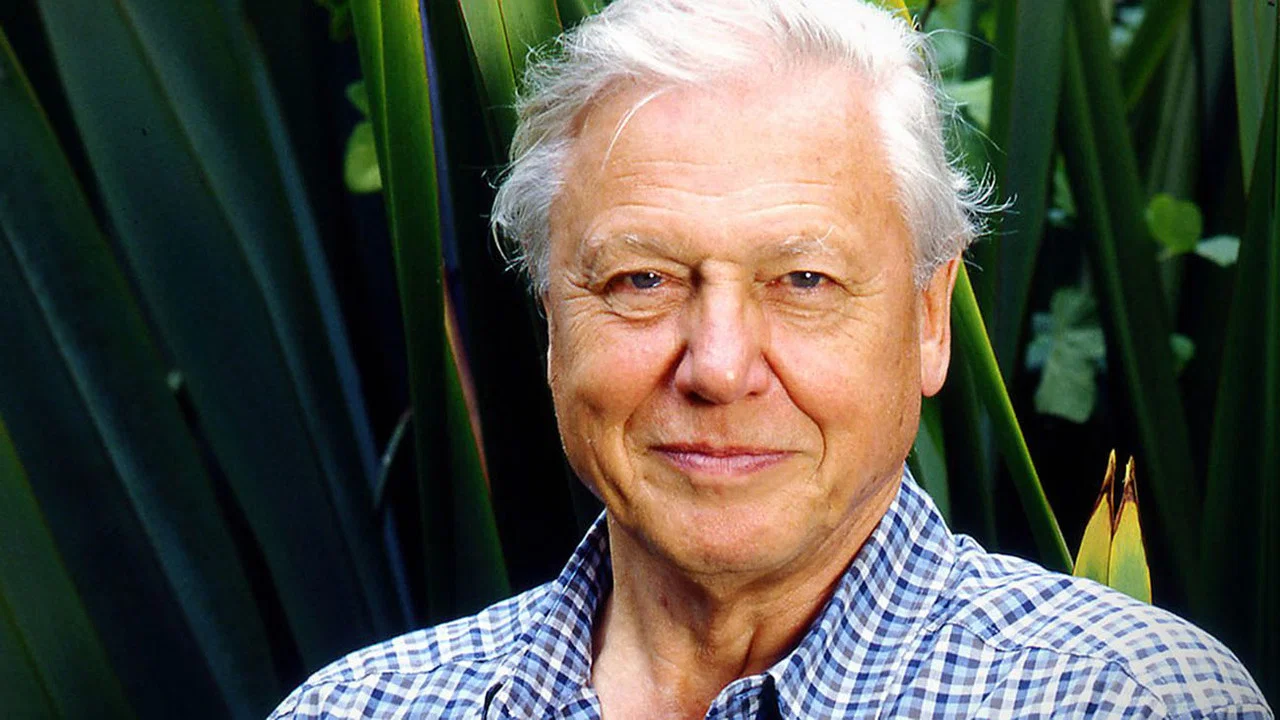 Gorillas Revisited with Sir David Attenborough - 剧照