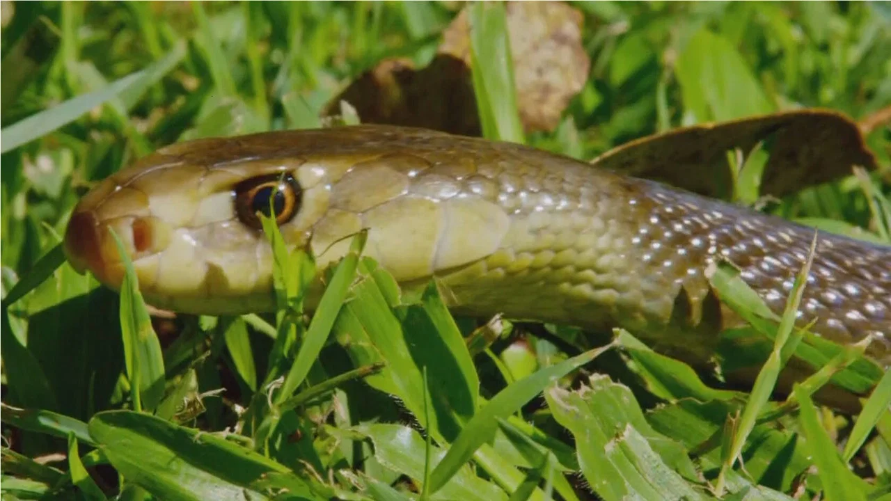 Snake Island: Wild & Deadly - 剧照