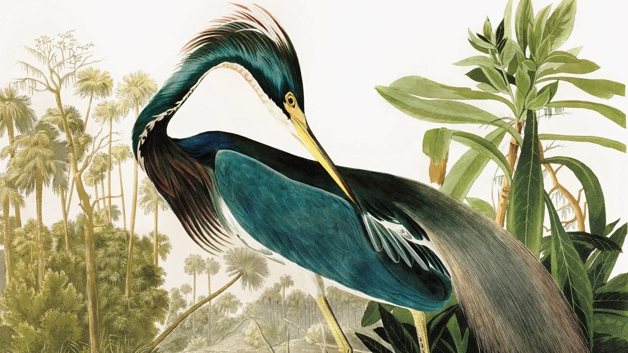 Birds of America - 剧照