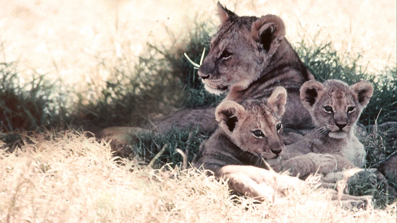 The African Lion - 剧照