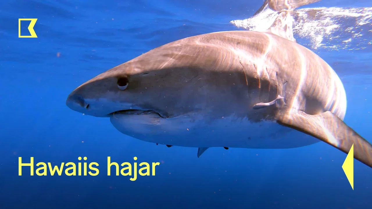 Sharks of Hawaii - 剧照