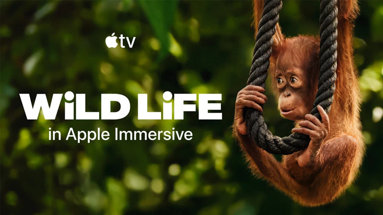 Wild Life - Orangutans - 剧照