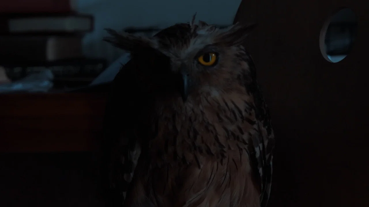 Anatomi Burung Hantu - 剧照