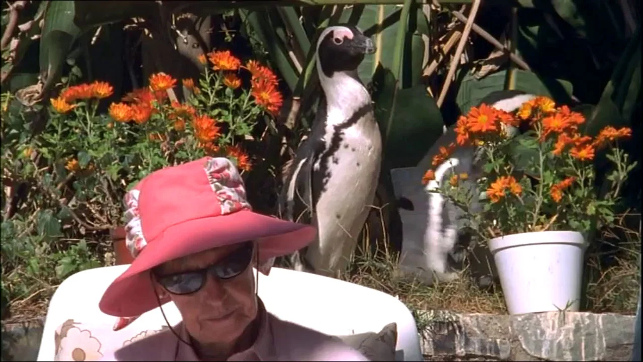 City Slickers: A tale of two African penguins - 剧照
