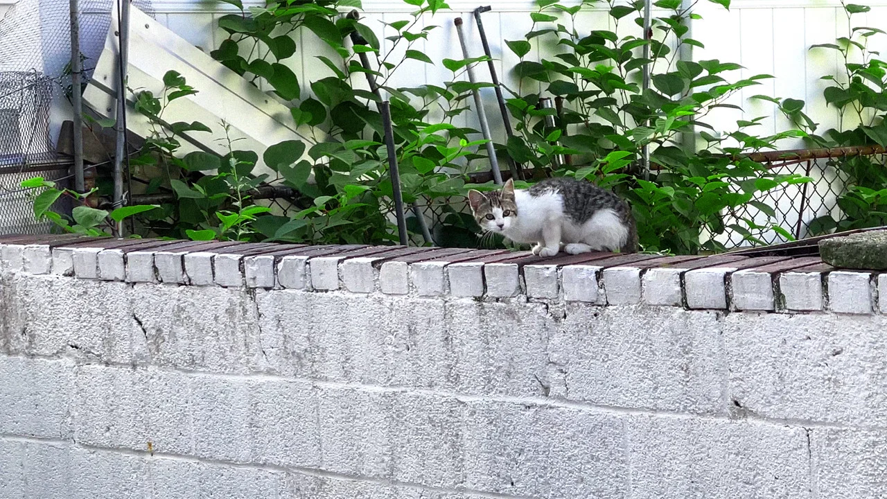 New York Cat Crisis - 剧照