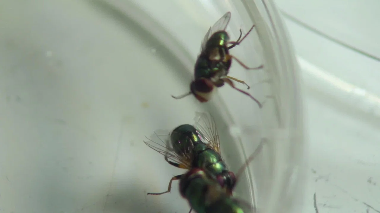 The Great Australian Fly - 剧照