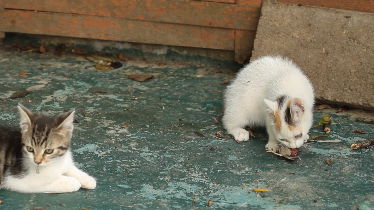Le Chat, ce tueur si mignon - 剧照
