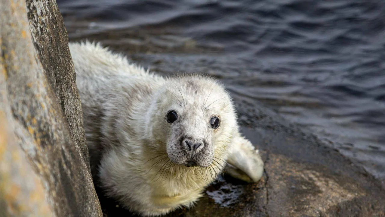 The Secret Life of the Seal - 剧照