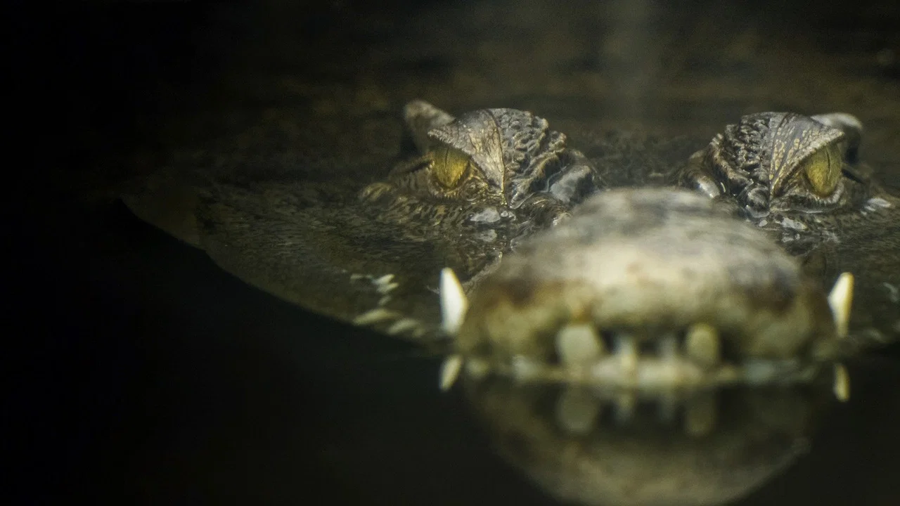Lair Of The Killer Crocs - 剧照