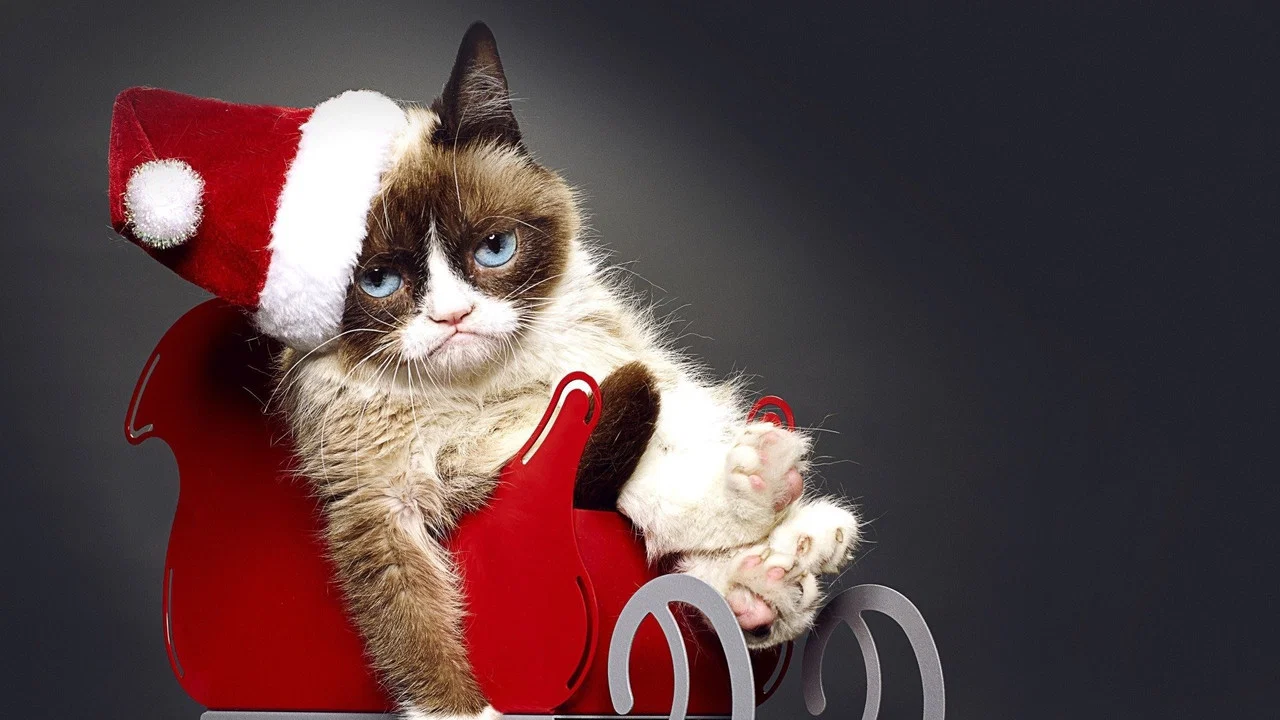 Grumpy Cat's Worst Christmas Ever - 剧照