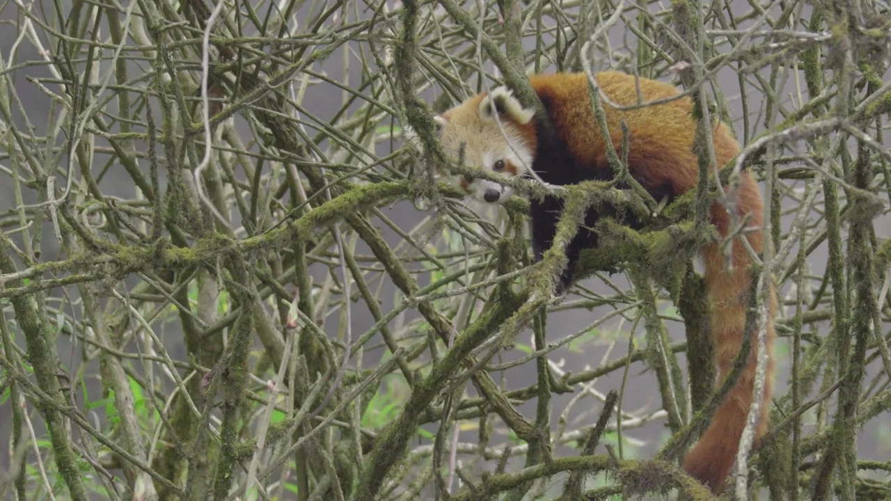Red Panda: World's Cutest Animal - 剧照