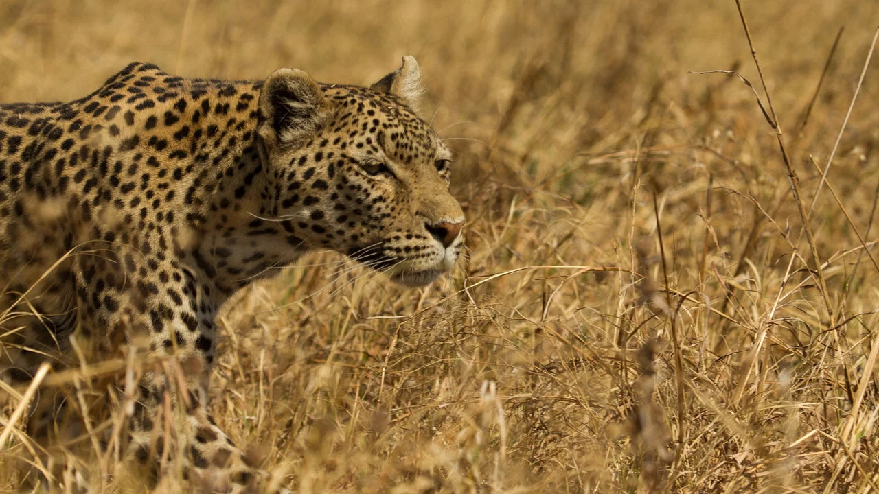 Leopard & Hyena: Strange Alliance - 剧照