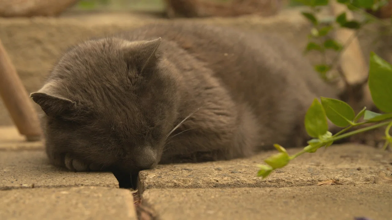 Wilde Miezen - Katzen allein unterwegs - 剧照