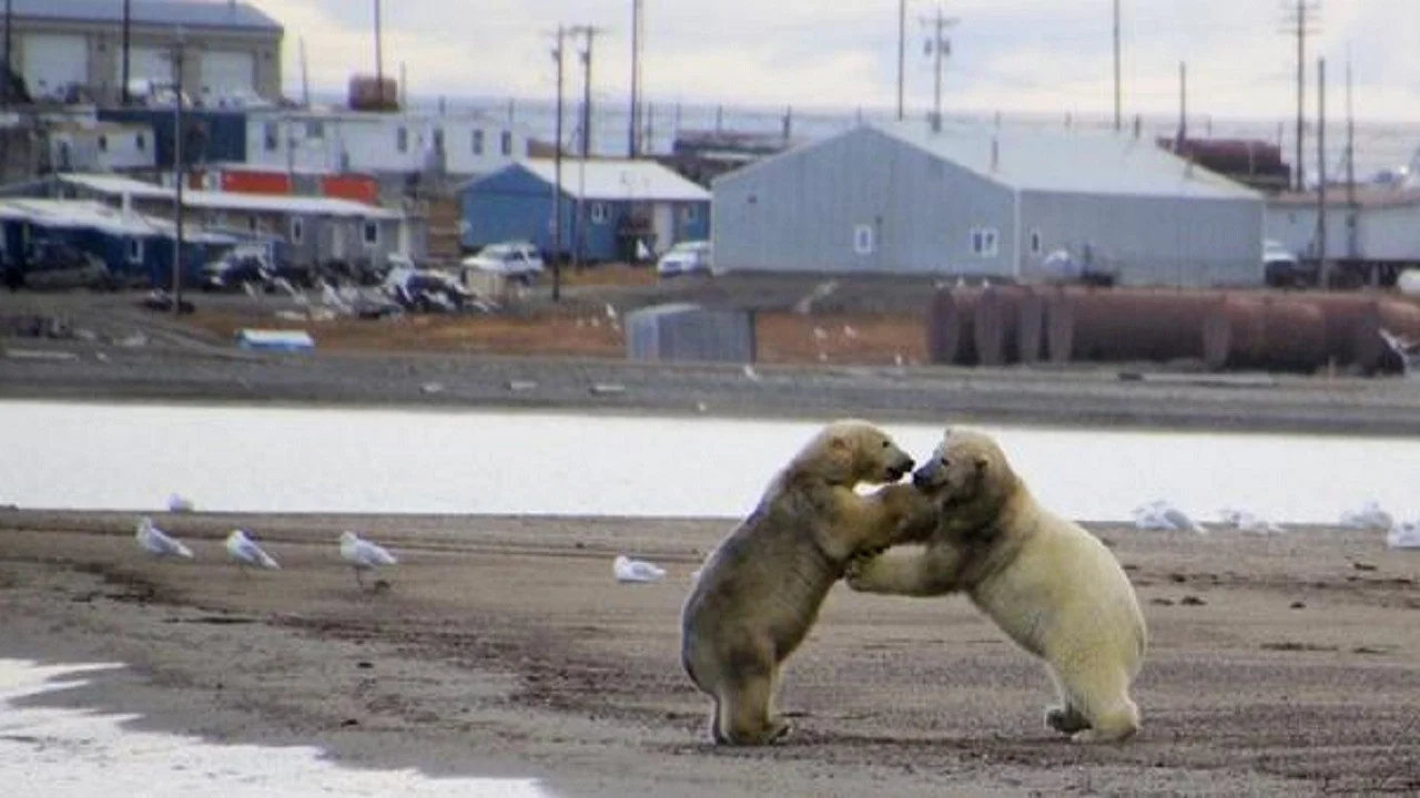 The Great Polar Bear Feast - 剧照