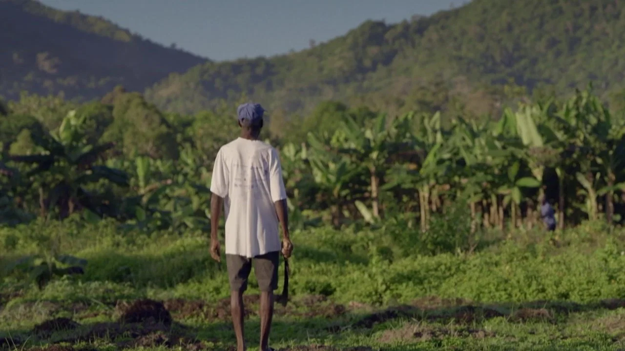 Ha&iuml;ti, la ran&ccedil;on de l'ind&eacute;pendance - 剧照