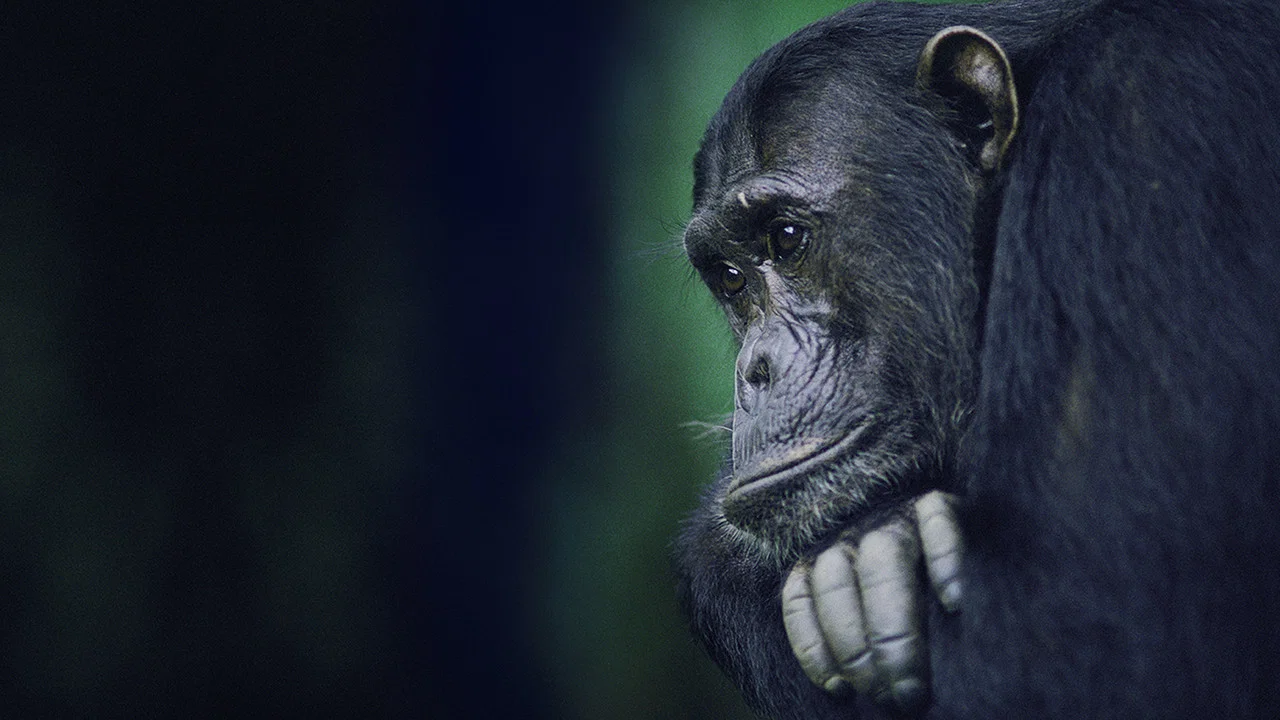 Kingdom of the Apes: Battle Lines - 剧照