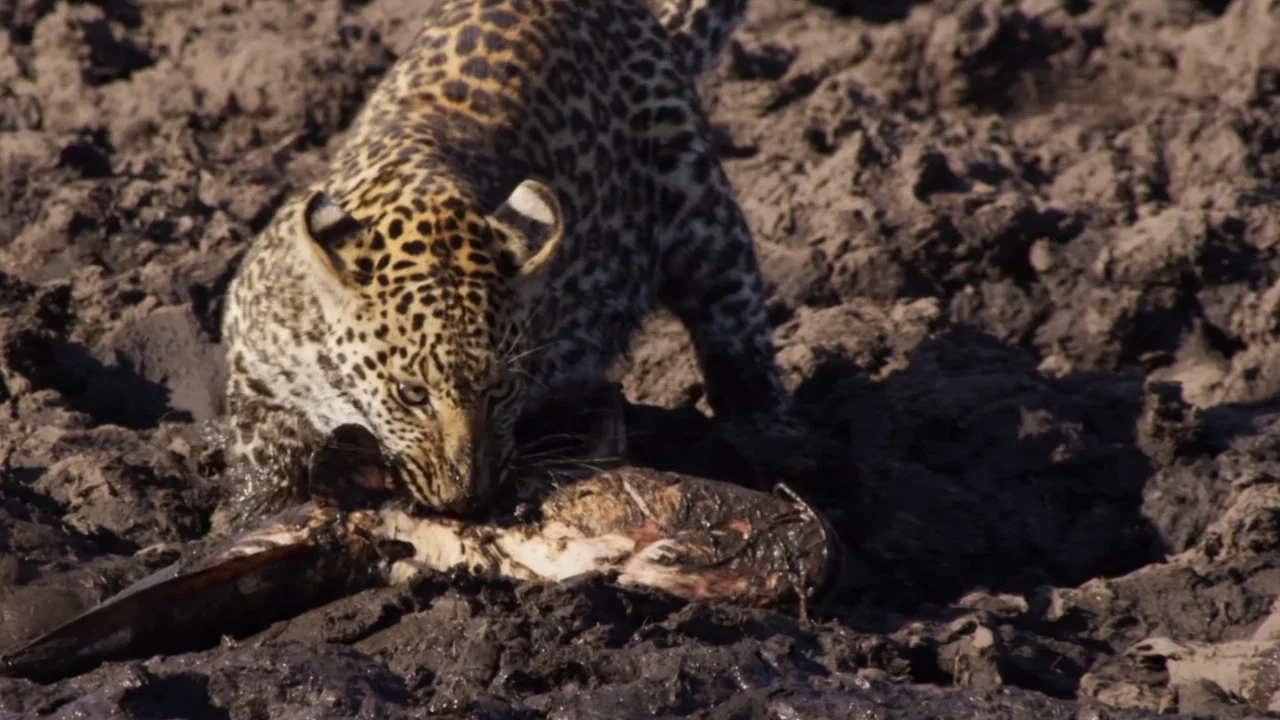 Africa's Fishing Leopards - 剧照