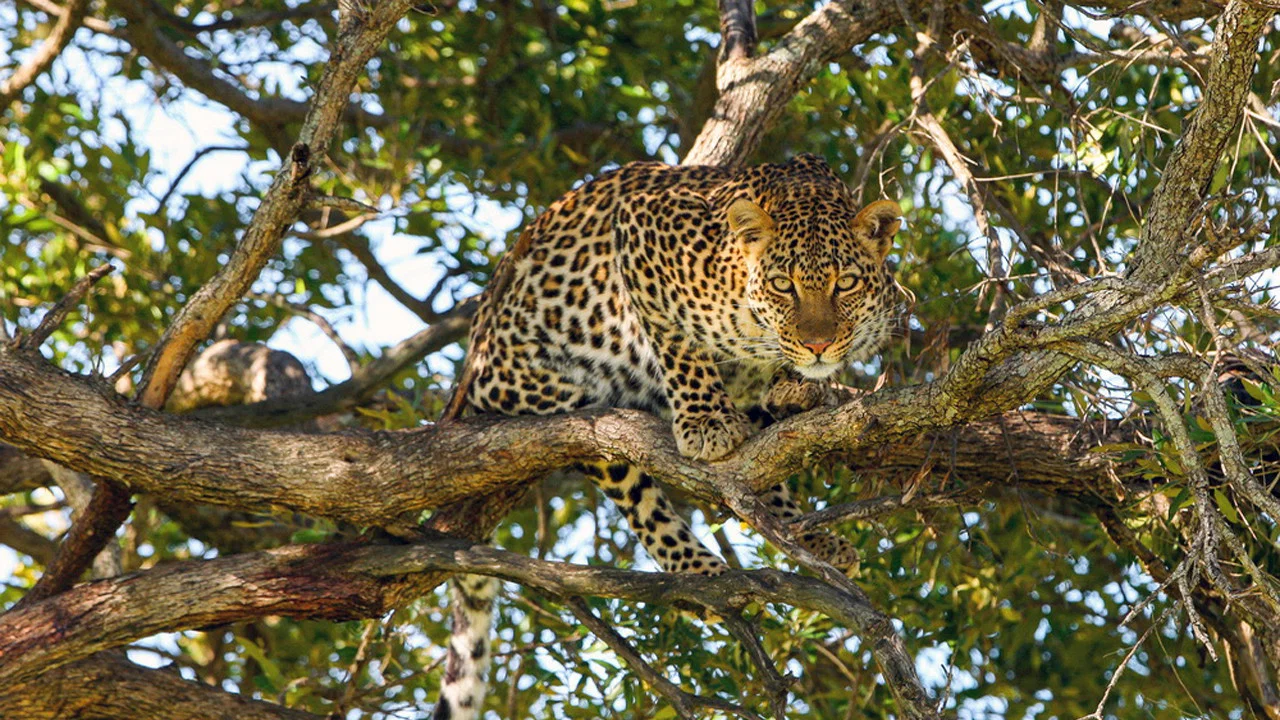 Die Leopardin - 剧照