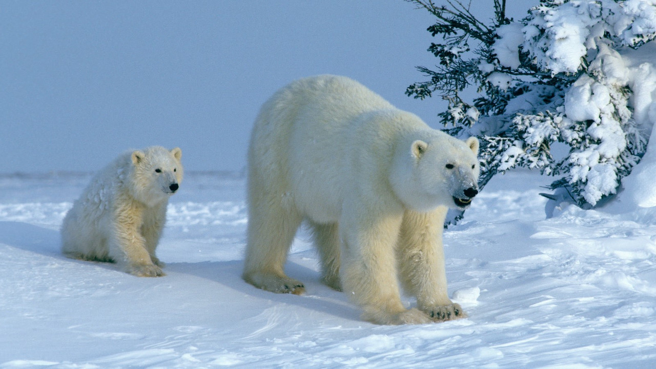 Attenborough Explores... Our Fragile World - 剧照