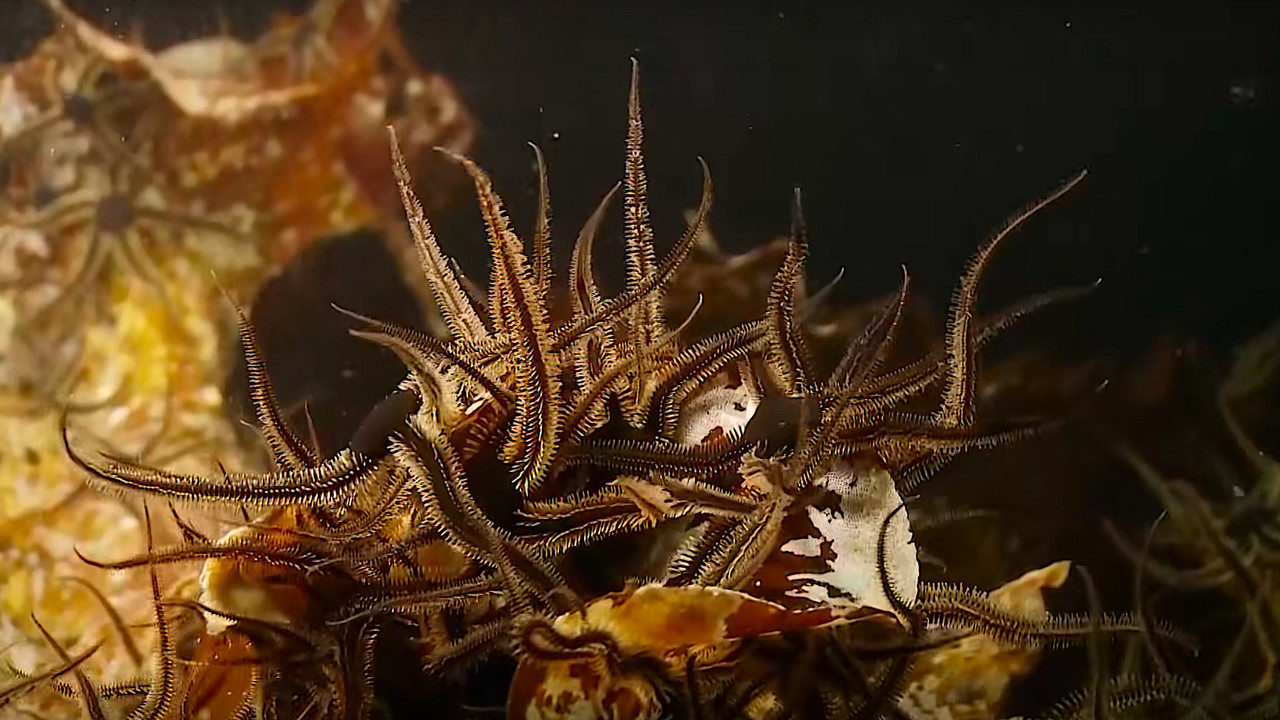Alien Reefs - 剧照