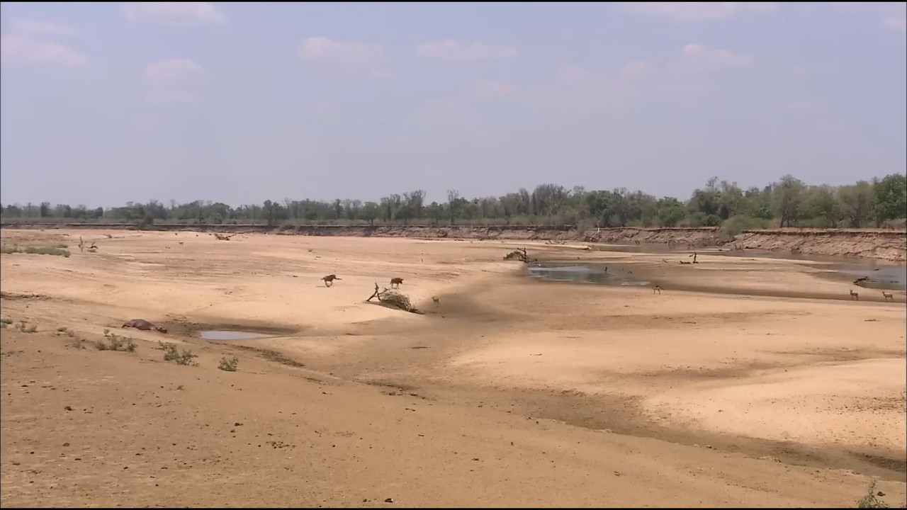 Lions of Crocodile River - 剧照