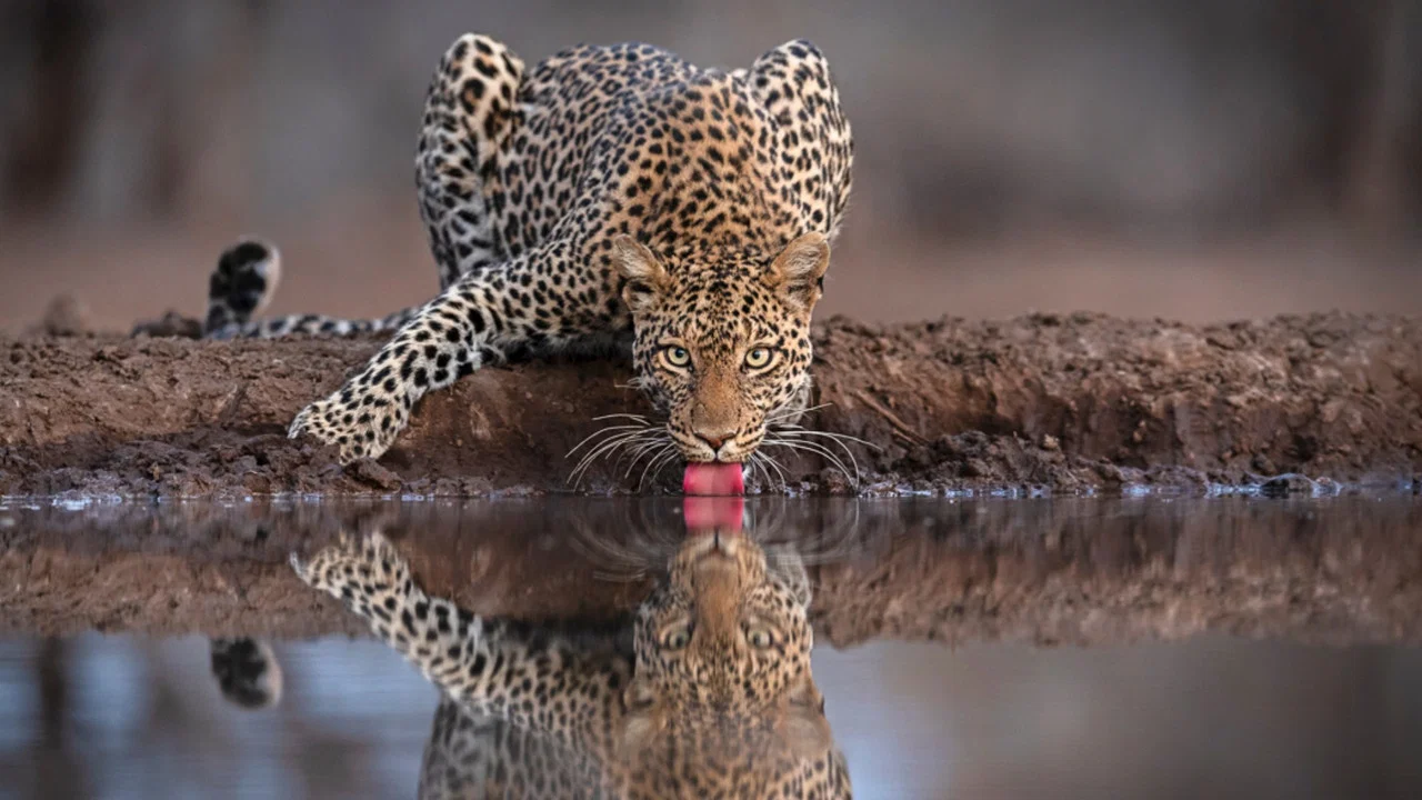 Mashatu: Land of Leopards - 剧照
