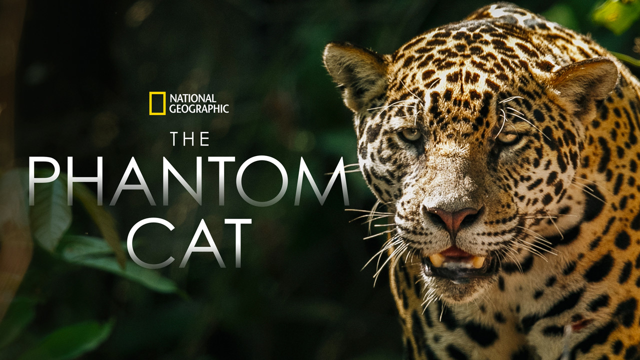 The Phantom Cat - 剧照