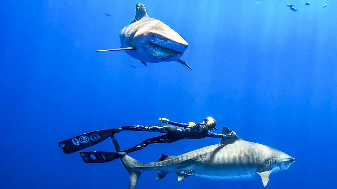 Saving Jaws - 剧照