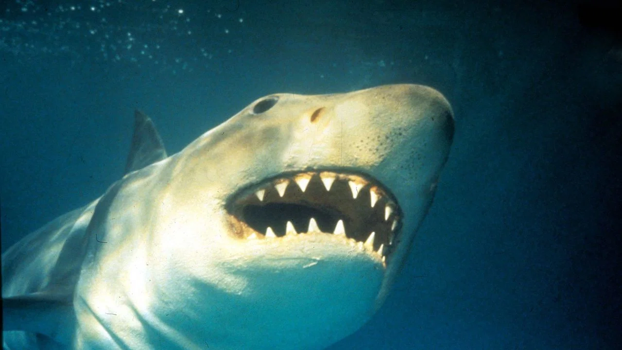 Shark Terror: The Real Jaws - 剧照