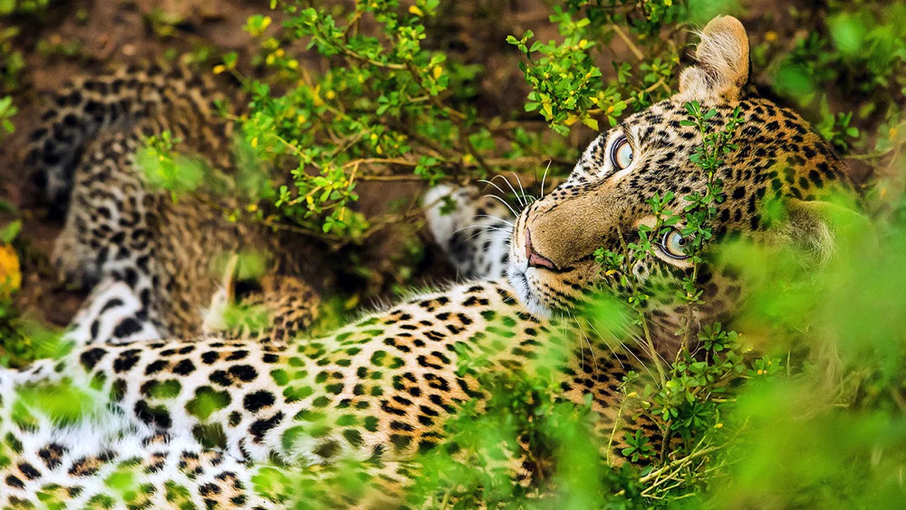 Die Leopardin - 剧照