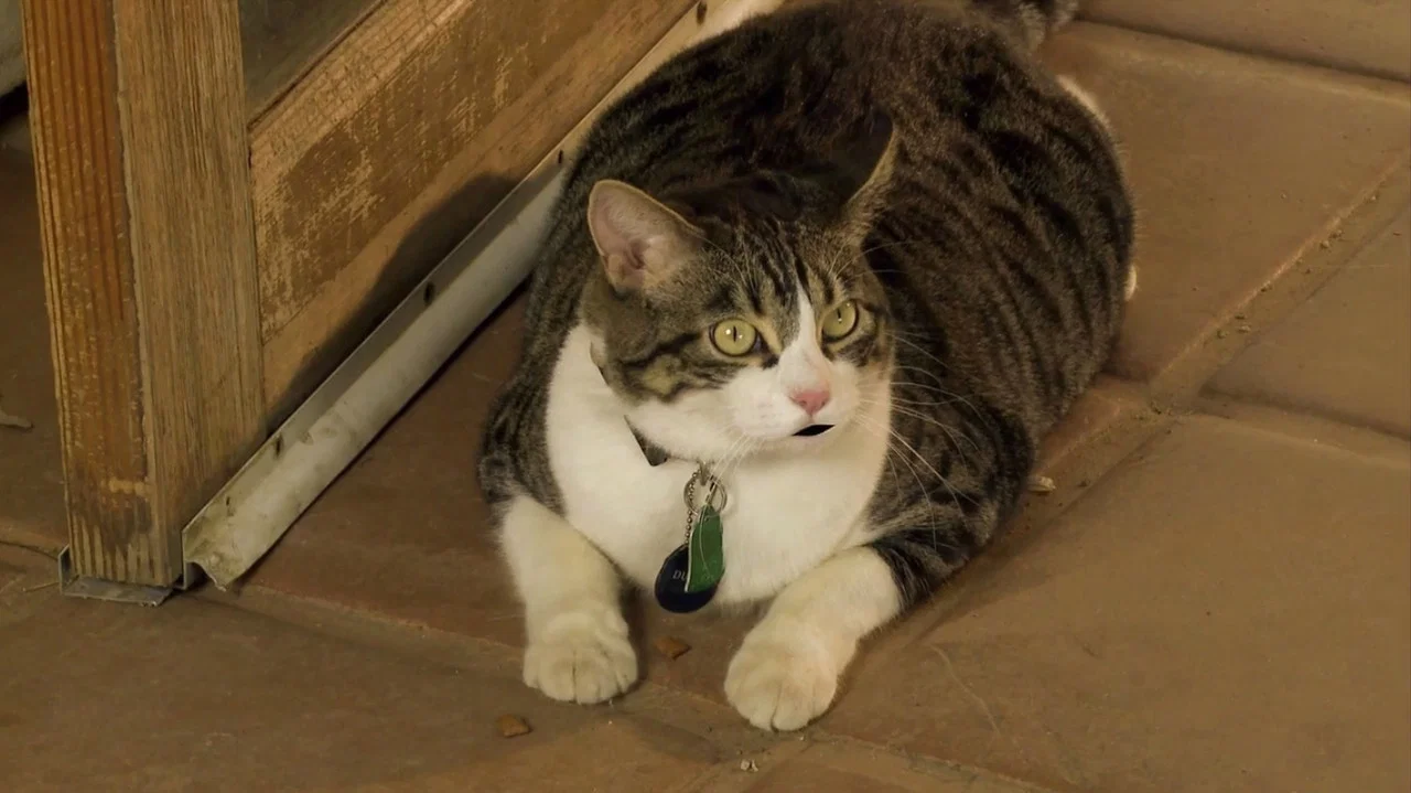 A Talking Cat!?! - 剧照