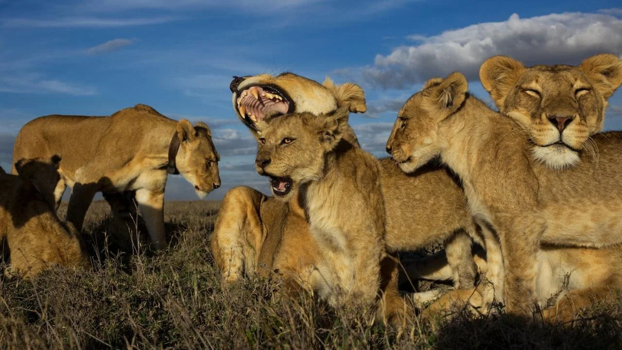 Lion Gangland - 剧照