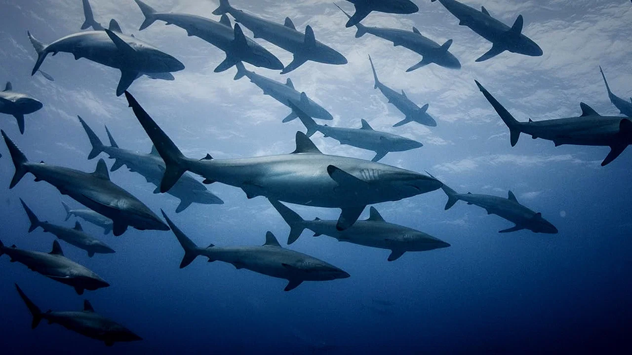 Extinct or Alive: Land of the Lost Sharks - 剧照