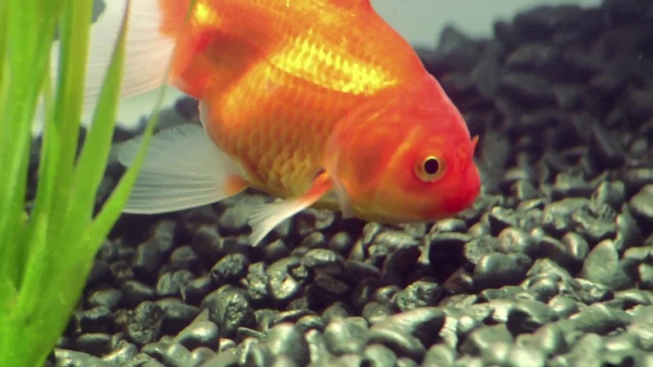 Goldfish - 剧照