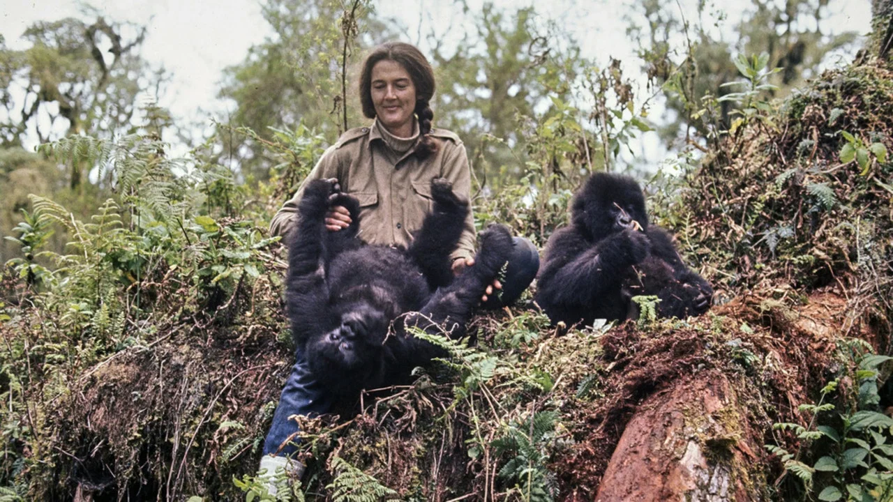 Dian Fossey: Ihr Leben f&uuml;r die Gorillas - 剧照